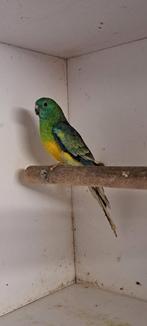 Roodrugparkiet man 2025, Dieren en Toebehoren, Vogels | Parkieten en Papegaaien, Mannelijk, Parkiet