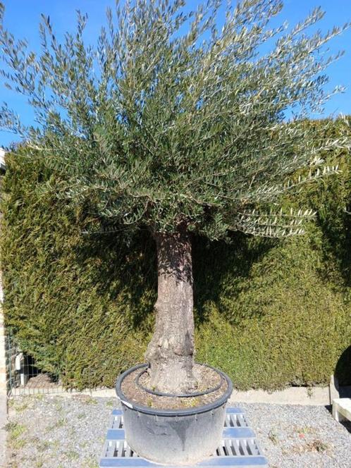 olijfbomen nieuwe lading, Tuin en Terras, Planten | Bomen, Olijfboom, Ophalen