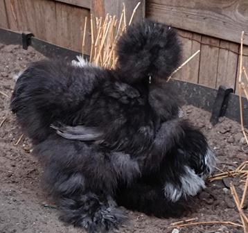 Broedeieren Usa Zijdehoen beschikbaar voor biedingen