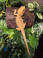 Jonge Baardagaam – Hypo morph zand orange kleur