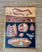 LEHRMITTELVERLAG HAGEMANN Schoolplaat gewone regenworm, Ophalen, Natuur en Biologie