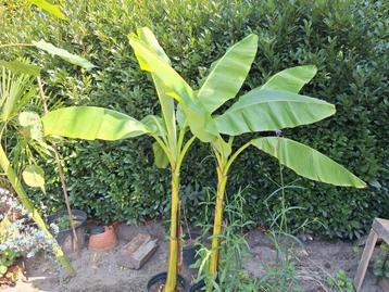 Musa basjoo winterharde banaan. beschikbaar voor biedingen