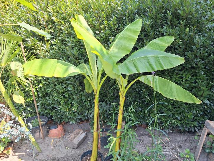 Musa basjoo winterharde banaan., Tuin en Terras, Planten | Tuinplanten, Ophalen