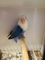 Agaporniden, Dieren en Toebehoren, Meerdere dieren, Dwergpapegaai of Agapornis, Geringd