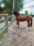 Jonge ruin, Dieren en Toebehoren, Paarden, Gechipt, Ruin, Dressuurpaard, 3 tot 6 jaar