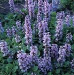 Ajuga reptans 'Purple Torch'-Kruipend zenegroen(vaste plant), Ophalen, Vaste plant, Halfschaduw