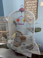 Vogel/kanarie/papegaaienkooi, Dieren en Toebehoren, Ophalen, Zo goed als nieuw, Metaal, Vogelkooi