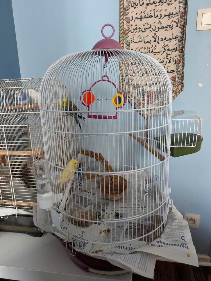 Vogel/kanarie/papegaaienkooi, Dieren en Toebehoren, Vogels | Hokken en Kooien, Zo goed als nieuw, Vogelkooi, Metaal, Ophalen