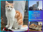 Vermist kater Kenny, Kat