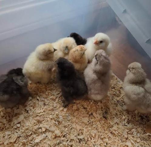 Usa zijdehoen kuikens, Dieren en Toebehoren, Pluimvee, Kip, Geslacht onbekend