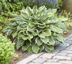 Hosta francee, hartlelie, Tuin en Terras, Ophalen, Zomer, Vaste plant, Halfschaduw