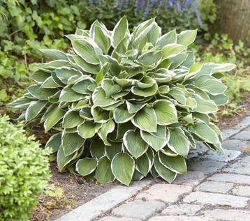 Hosta francee, hartlelie  beschikbaar voor biedingen