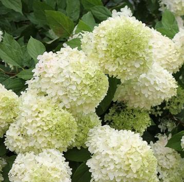 Hortensia en espèces disponible aux enchères