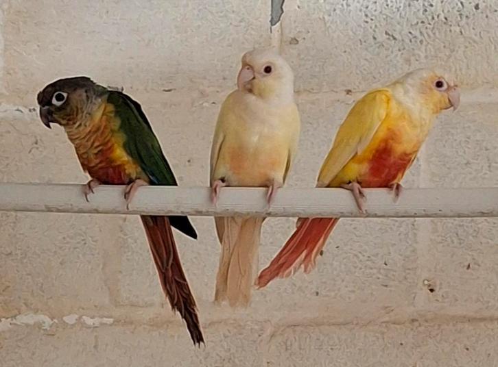 1-2 pyrrhura molinae 2025 met dna Certificaat, Dieren en Toebehoren, Vogels | Parkieten en Papegaaien, Parkiet, Meerdere dieren