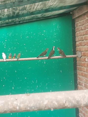 Tamboerijnduiven beschikbaar voor biedingen
