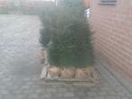Taxus haagplanten maat 100/125 cm, Tuin en Terras, Ophalen, Taxus, Haag, 100 tot 250 cm