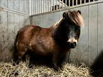 Gezelschap shetlandpony, Dieren en Toebehoren, Gechipt, Ruin, Niet van toepassing, A pony (tot 1.17m)