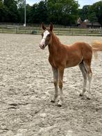 Prachtig Hengstenveulen, Dieren en Toebehoren, Paarden, Springpaard, 0 tot 2 jaar, Hengst, Onbeleerd