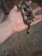 Grijsbandkoningsslang, Dieren en Toebehoren, Reptielen en Amfibieën, Slang