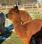 Jonge alpaca merrie, Dieren en Toebehoren, Overige Dieren