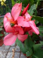 Canna Pink, Volle zon, Vaste plant, Zomer, Ophalen