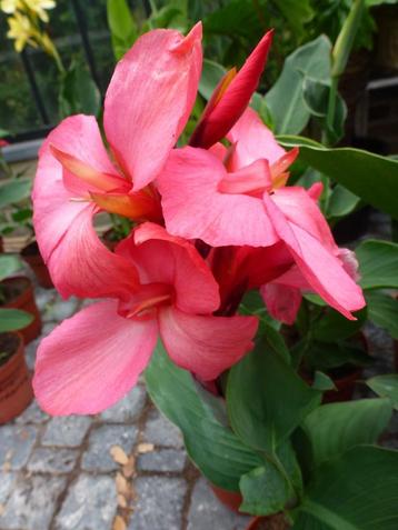 Canna Pink beschikbaar voor biedingen