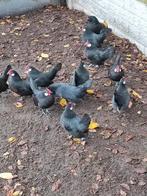 Mooie kwaliteit zwarte Javakrielen., Dieren en Toebehoren, Pluimvee