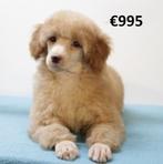 Dwergpoedel-puppy’s te koop – slim, speels en schattig!, Dieren en Toebehoren, Honden | Chihuahua's en Gezelschapshonden, Poedel