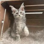 maine coon, Dieren en Toebehoren, Meerdere dieren, Gechipt, 0 tot 2 jaar