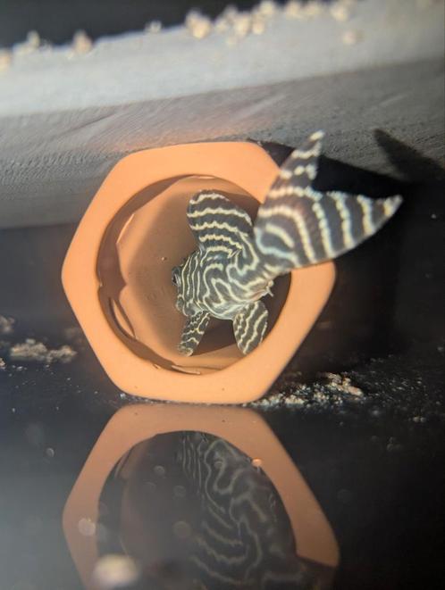 L333 Yellow line kweekgroep (6st) te koop, Dieren en Toebehoren, Vissen | Aquariumvissen
