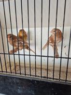 Phaeo wit en geel, Mâle, Canari de couleur