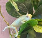 Jemenkameleon (Chamaeleo calyptratus), Hagedis, 0 tot 2 jaar