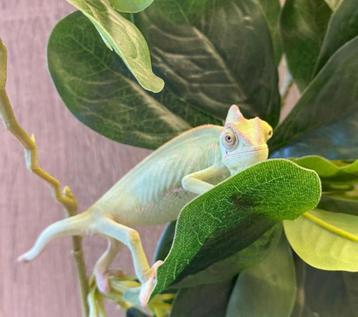 Jemenkameleon (Chamaeleo calyptratus) beschikbaar voor biedingen