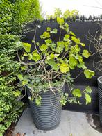Vijgenboom in pot, Ophalen, In pot