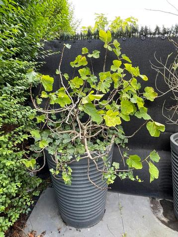 Vijgenboom in pot beschikbaar voor biedingen