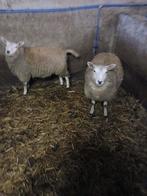 schapen, Femelle, Mouton, 0 à 2 ans