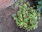 Hortensia, Tuin en Terras, Planten | Struiken en Hagen, Ophalen, Hortensia