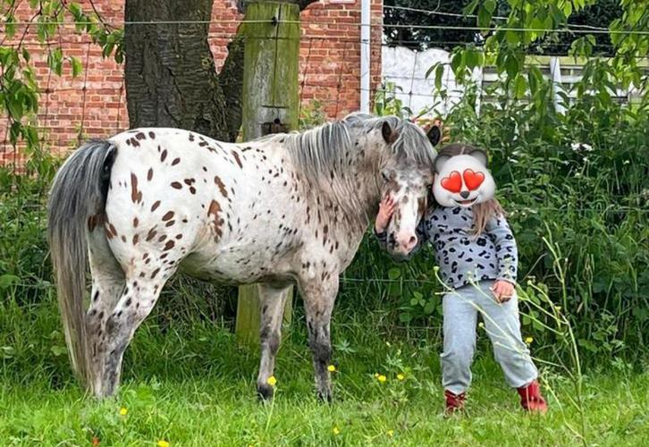 Mini paardje (50% Falabella), Dieren en Toebehoren, Pony's, Hengst
