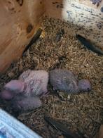 Pyrrhura molinea's voor handopfok, Dieren en Toebehoren, Vogels | Parkieten en Papegaaien, Geslacht onbekend, Parkiet, Geringd