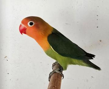 2 Wildkleur Fischeri 2025 beschikbaar voor biedingen