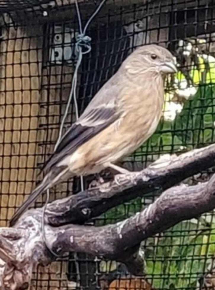 Hybride Mexicaanse Roodmus x Noordse Goudvink, Dieren en Toebehoren, Vogels | Overige Vogels, Wildzangvogel, Vrouwelijk, Geringd