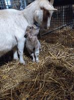 Dwerggeit met zoontje, Meerdere dieren, Geit