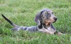 Teckel pups Blue merle-tan, Dieren en Toebehoren, België, CDV (hondenziekte), 8 tot 15 weken, Korthaar