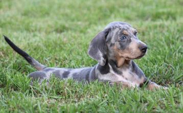 Teckel pups Blue merle-tan beschikbaar voor biedingen