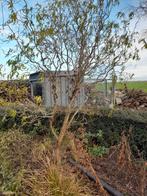 Krulwilg, paasboom, Enlèvement