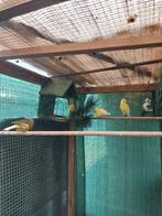 Kanarie, Dieren en Toebehoren