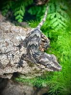Prachtige ongesexte gargoyle van eind december 24.