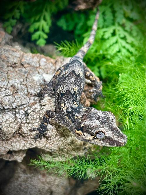 Prachtige ongesexte gargoyle van eind december 24., Dieren en Toebehoren, Reptielen en Amfibieën