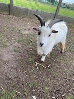 Geitje, Dieren en Toebehoren, Schapen, Geiten en Varkens, Mannelijk, Geit, 0 tot 2 jaar