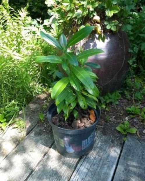 Paplaurier - Prunus laurocerasus, Tuin en Terras, Planten | Struiken en Hagen, Struik, Ophalen